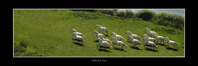 Photo panoramique sur support lamin&eacute; - Chevaux en Baie de Seine