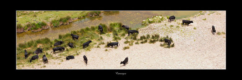 Photo panoramique sur support lamin&eacute; - Taureaux en Camargue