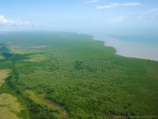 Vue aérienne de la jungle guyanaise