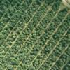 Photos aériennes de "arbres" - Photo réf. 41846 - Verticale sur une jeune fort