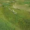 Photos aériennes de "chevaux" - Photo réf. N020222 - Chevaux dans la Valle de La Seine