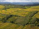 Photos aériennes - Cultures céréales et vigne - Photo réf. T084578 - Une vue paysagre des vignes alsacienne ayant revtues leurs couleurs d'automne