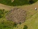  - Photo réf. E126763 - Un troupeau de moutons