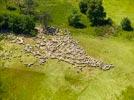  - Photo réf. E153078 - Un troupeau de mouton