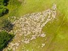  - Photo réf. E153079 - Un troupeau de mouton