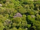 Photos aériennes de "végétation" - Photo réf. U154306 - La vgtation quatoriale