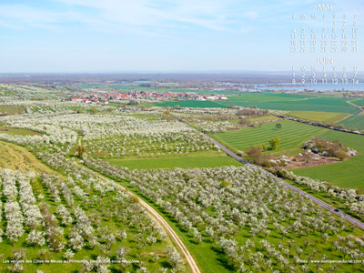 Les vergers des côtes de Meuse au printemps