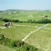 Photos aériennes de Romanèche-Thorins (71570) - Des Vendanges | Saône-et-Loire, Bourgogne-Franche-Comté, France - Photo réf. 20534