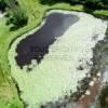 Photos aériennes de "étang" - Photo réf. 34600 - Un étang de nénuphars.