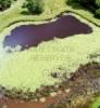 Photos aériennes de "étang" - Photo réf. 34601 - Un étang de nénuphars.