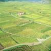 Photos aériennes de "vigne" - Photo réf. 61759