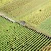Photos aériennes de Husseren-les-Châteaux (68420) - Les Vignes | Haut-Rhin, Alsace, France - Photo réf. 61803 - Les vendangeurs au repos.