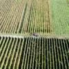 Photos aériennes de Husseren-les-Châteaux (68420) - Les Vignes | Haut-Rhin, Alsace, France - Photo réf. 61804 - Le temps de la rcolte.