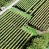 Photos aériennes de "vigne" - Photo réf. 61810