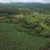 Photos aériennes de Indéterminée (Martinique) (972) - Les Cultures | Martinique, Martinique, France - Photo réf. N005803