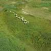 Photos aériennes de Indéterminée (Seine-Maritime) (76) | Seine-Maritime, Haute-Normandie, France - Photo réf. N020222 - Chevaux dans la Valle de La Seine