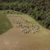 Photos aériennes de Valensole (04210) - Un Troupeau de Moutons | Alpes de Hautes-Provence, Provence-Alpes-Côte d'Azur, France - Photo réf. N028719
