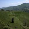 Photos aériennes de Lantabat (64640) - Des Vaches | Pyrénées-Atlantiques, Nouvelle-Aquitaine, France - Photo réf. N029390