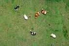 Photos aériennes de "champs" - Photo réf. C088747 - Un Troupeau de Vaches