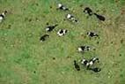Photos aériennes de "champs" - Photo réf. C088748 - Un troupeau de vaches en Dordogne.