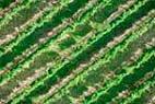 Photos aériennes de "vigne" - Photo réf. C088752 - Des Vignes