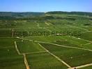 Photos aériennes de "cote" - Photo réf. T051629 - Des vendangeurs dans le vignoble de Puligny-Montrachet (Côte-d'Or).