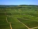 Photos aériennes de "vignoble" - Photo réf. T051629 - Des vendangeurs dans le vignoble de Puligny-Montrachet (Cte-d'Or).