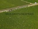 Photos aériennes de "côte" - Photo réf. T051631 - Des vendangeurs dans le vignoble de Puligny-Montrachet (Côte-d'Or).