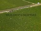 Photos aériennes de "côte" - Photo réf. T051631 - Des vendangeurs dans le vignoble de Puligny-Montrachet (Cte-d'Or).