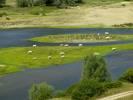 Photos aériennes de "loire" - Photo réf. T082290 - Des Vaches en bord de La Loire.