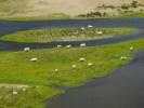 Photos aériennes de "vaches" - Photo réf. T082291 - Des Vaches en bord de La Loire.