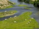 Photos aériennes de "loire" - Photo réf. T082292 - Des Vaches en bord de La Loire.
