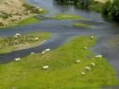  - Photo réf. T082292 - Des Vaches en bord de La Loire.