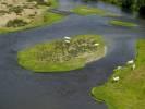 Photos aériennes - Rivières et lacs - Photo réf. T082293 - Des Vaches en bord de La Loire.