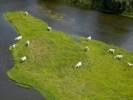 Photos aériennes de "vaches" - Photo réf. T082294 - Des Vaches en bord de La Loire.