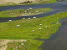 Photos aériennes de "loire" - Photo réf. T082295 - Des Vaches en bord de La Loire.