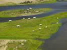  - Photo réf. T082295 - Des Vaches en bord de La Loire.