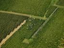 Photos aériennes de Beaune (21200) - Les Vendanges des Côtes de Beaune | Côte-d'Or, Bourgogne, France - Photo réf. T082385