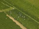 Photos aériennes de Beaune (21200) - Les Vendanges des Côtes de Beaune | Côte-d'Or, Bourgogne, France - Photo réf. T082387