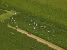 Photos aériennes de "vignoble" - Photo réf. T082388 - Les vendanges dans la région des Côtes de Beaune (Côte-d'Or).
