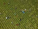 Photos aériennes de "vigne" - Photo réf. T082398 - Les vendanges dans la région des Côtes de Beaune (Côte-d'Or).