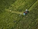 Photos aériennes de Beaune (21200) - Les Vendanges des Côtes de Beaune | Côte-d'Or, Bourgogne, France - Photo réf. T082401