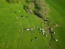 Photos aériennes de "vache" - Photo réf. T069282 - Des vaches en Meurthe-et-Moselle (Meurthe-et-Moselle).