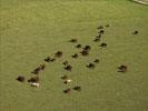 Photos aériennes de "vache" - Photo réf. T084432