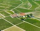 Photos aériennes de "vigne" - Photo réf. U099777 - Le Château Camensac
