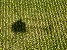 Photos aériennes de "marne" - Photo réf. U100210 - Un champs de tournesols dans la Marne.