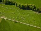 Photos aériennes de "vaches" - Photo réf. U111573
