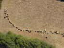 Photos aériennes de "vaches" - Photo réf. U115565