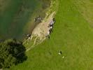 Photos aériennes de "vaches" - Photo réf. U116036 - Des Vaches en Bords de Meuse