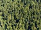 Photos aériennes de "forêt" - Photo réf. E122335
